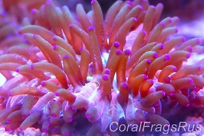 Marine CoralFungia Sprainbow Fungiasmall Tank Spawnstunning Grown Out • £12.99