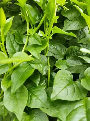 Malabar Spinash Seeds Green 25+ Organically Home Grown! • $1.95