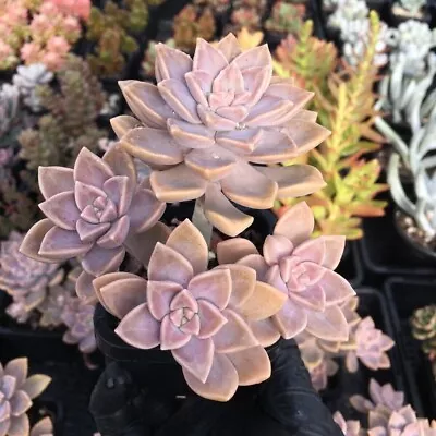 Graptopetalum Paraguayense Subsp Bernalense - Succulent Plant • $8.50