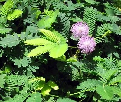 Mimosa Pudica (Sensitive Plant) - 50 Seeds • £2.45