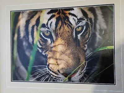 Thomas Mangelsen Signed  Tiger Eyes  Framed 14x20 #429/1200 28x23 With Frame  • $240