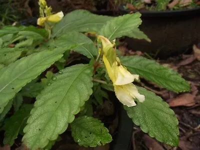 Impatiens Omeiana Ice Storm     Half Hardy Impatiens. • £9.95