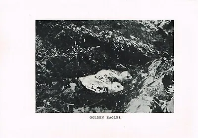 £2.49 • Buy Golden Eagle Baby Chicks At Nest Antique Bird Picture Print 1912 BBAH#03