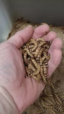 500 Large Live Superworms 2 Inch Organically Raced • $40.99