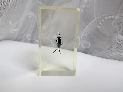 Vintage Small Insect  Forficula Auricularia  Epoxy Resin Insect Taxidermy • $7.99