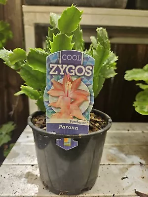 Zygo Cactus ❤️ “PARANA  In 125mm POTS” ❤️ Established Plants • $12