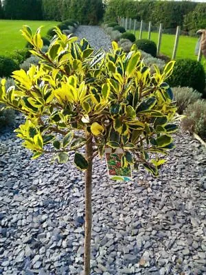 Ilex Golden Van Tol - Standard Female Holly Tree • £74.99