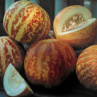 Tigger Melon Seeds | Non-GMO | Free Shipping | Seed Store | 1056 • $1.99