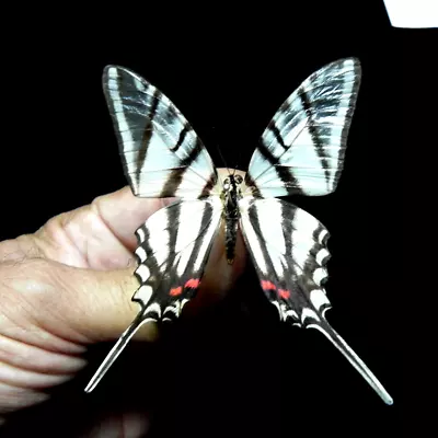 Papilio Eurytides Fenochionis Neww Status As Full Species 2023 Unmounted MaleA1 • $1