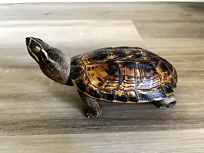 Vintage Taxidermy Turtle -7 1/2 Inch Long • $175