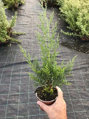 10 Green Leylandii / Leyland Cypress Hedging Apx 40-60cm Tall • £29.95