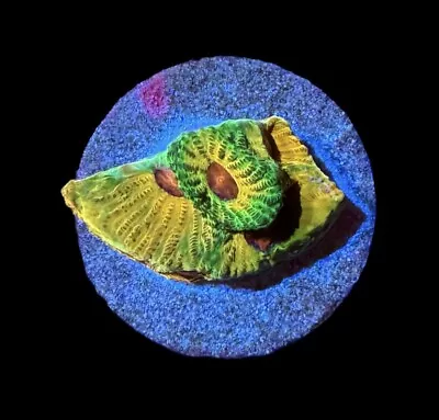 Fascination Favia Coral Frag 1.25” - WYSIWYG LPS Corals - Combined Shipping! • $21.99