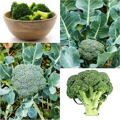 BROCCOLI Di Cicco Early 50 Seeds HEIRLOOM Vegetable Garden Brocoli WINTER HARDY • $4.99