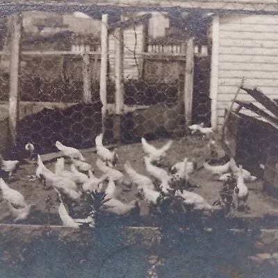 Antique Cabinet Card Photo Chicken Coup Poultry Farm Birds Shacks Fence Unique  • $14.95