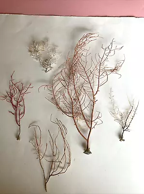 CORAL SEA FANS/WHIPS - Lot Of 5 • $20.99