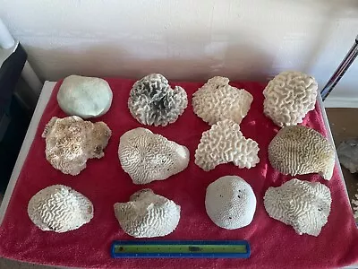 Dry Coral - Natural Coral For Aquarium- Unique Large Brain Corals • $20