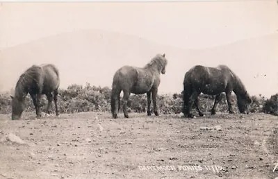 Devon.  Dartmoor Ponies.  11779. Real Photo. Unposted • £1.55