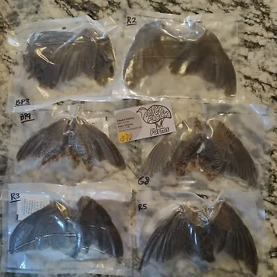 Quail Wings For Training Crafts Or Fly Tying.  • $24.99