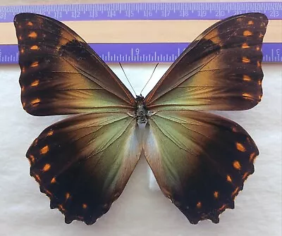 Morpho Telemachus Male From Peru  Mounted Riker Framed #30 • $60