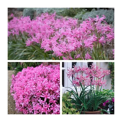 Nerine Bowdenii Flower Bulbs. Bowden Lily. Delicate Pink Summer Flowers. • £8.95