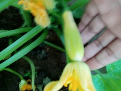 Live Plants-Vegetable-Squash Seedling Plants-30+ Days Old 2  To 4  Tall • $3.50