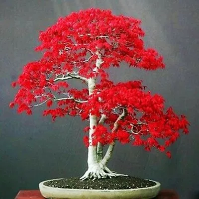 10 Seeds Japanese Red Maple Tree Bonsai Rare Plant For Home Garden (JPN10) • £1.99