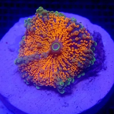 Orange Ricordea Yuma Mushroom Coral WYSIWYG IC 3414 - Indigo Corals • $38