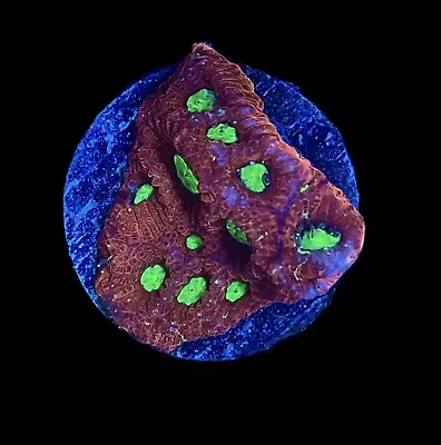 Neon Eye Favia Coral Frag - ARRIVAL GUARANTEED - WYSIWYG Aquacultured • $19.99