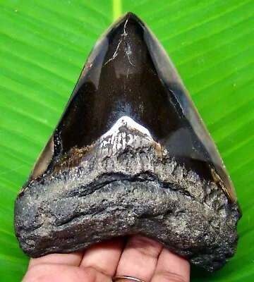 Megalodon Shark Tooth - 4.61  - Shark Teeth Fossil - Authentic - Megladone • $125