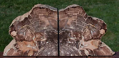 SiS: FANTASTIC 7.7 Lb. Petrified Wood Bookend Set - McDermitt Fossil Wood! • $135