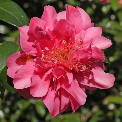 Camellia X Williamsii Senorita - Rose Of Winter - Plant In 2 L Pot • £14.95