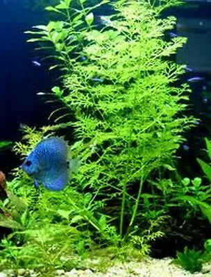 £7.20 • Buy Live Aquarium Plant WATER SPRITE Fish Tropical Aquatic Indian Fern Ceratopteris