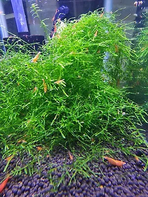 10+2 Fire Red Cherry - Freshwater Neocaridina Shrimp W/Free Moss • $30