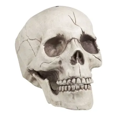 Skull With Moveable Jawbone 21cm Halloween Gothic Horror Decoration • £10.06