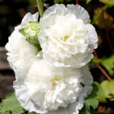 Hollyhock Double White Giant - Seeds • £2.75