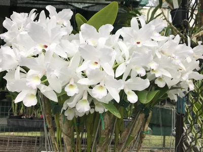 $19.50 • Buy RON Cattleya Orchid Special SPECIES Div C. Skinneri Alba ('Debbie' X 'Cherokee')