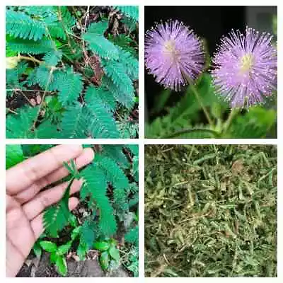 Organic Dried MIMOSA PUDICA Sensitive Plant RootLeavesFlowers 1kg • $5.99