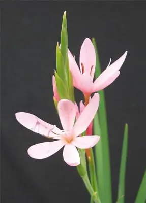 Schizostylis Pink Princess 'Kaffir Lily' P9 Pot • £4.49