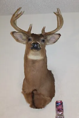 Whitetail Deer Head Shoulder Mount Taxidermy Cape Shed Antler Hunt Mule Rack • $195