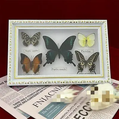 Beautiful Framed Butterfly Wall Decor Taxidermy Collectables Entomology Specimen • $22.99