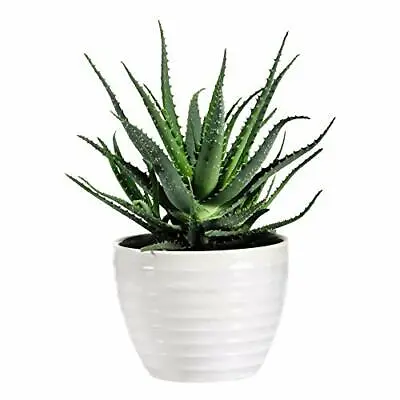 T&M Aloe Vera Medicinal House Plant 3 X 10.5cm Potted Succulent Barbados Aloe • £23.99