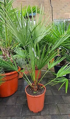 Chamaerops Humilis Fan Palms. Winter Hardy Palm Trees. Tropical Garden Plants.  • £65