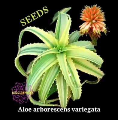 Aloe Arborescens 6 X Seeds VARIEGATED Variegata KRANTZ ALOE SUCCULENT Cactus Col • $11.90