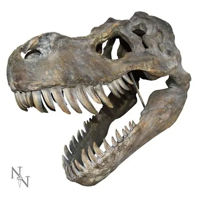 Nemesis Now Tyrannosaurus Rex Large T-Rex Dinosaur Skull 51.5cm • £79.95