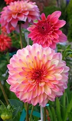 100+ Rare Mix Dahlia Flower Seeds - Easy To Grow Made In USA Ships From Iowa.  • $8.98