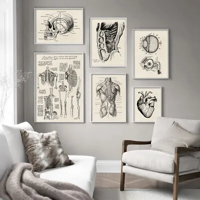 Human Anatomy Artwork Medical Wall Picture Muscle Skeleton Vintage Canvas Poster • $5.39