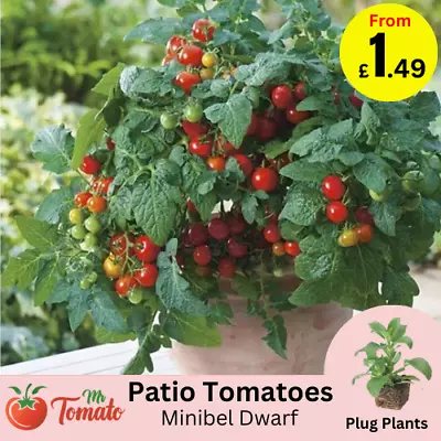 Dwarf Tomato Plug Plants GROW ALL YEAR ROUND Thyme Mint Chilli Herb • £2.13