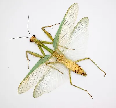 Mantidae - Mantis - Mantidae Sp (m) - Cameron Highlands Malaysia (SP105) • $14.98