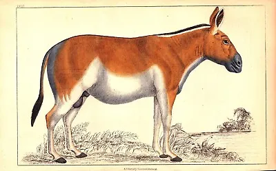  MONGOLIAN WILD ASS  Antique Original Exotic Animal Engraving 1830 • $29