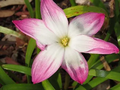 Rain Lily Zephyranthes Labufarosea Summer's Chill 2 Bulbs NEW Habranthus • $18